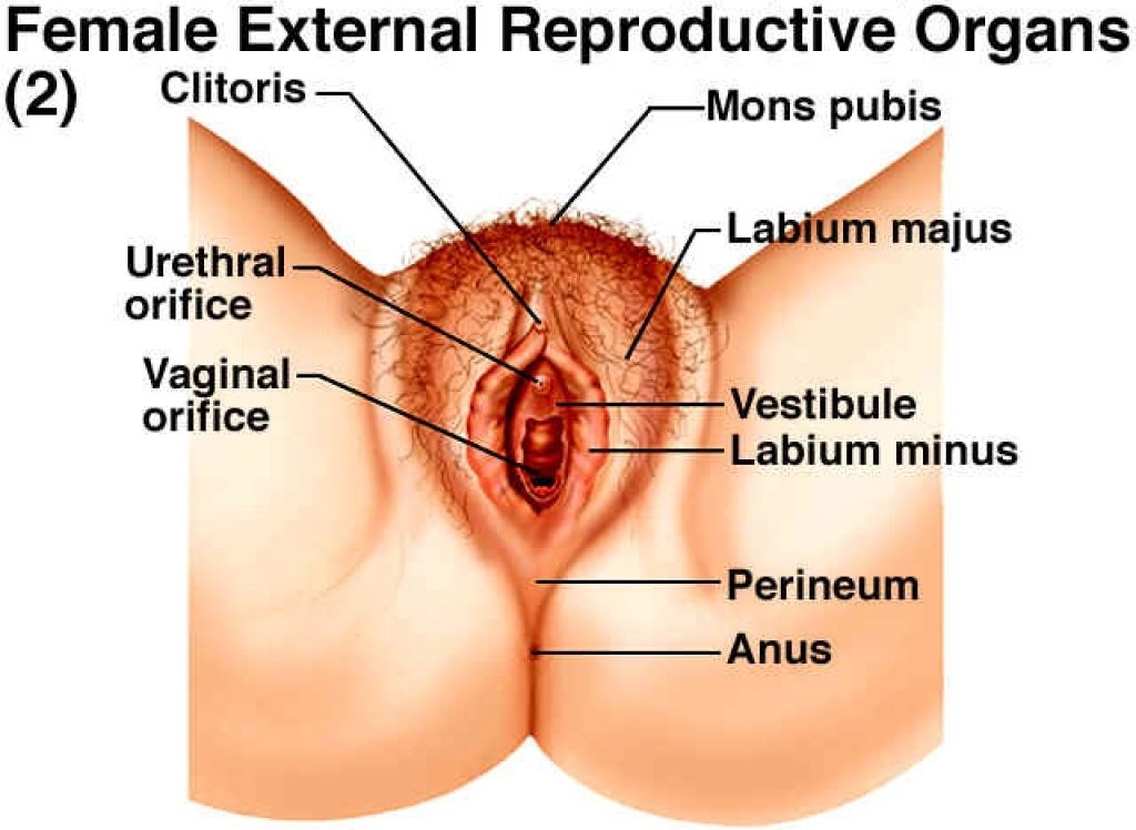 Clitoris Anatomy